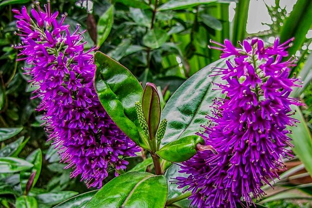 Hebe anderson - Hebe x andersonii - El Nou Garden
