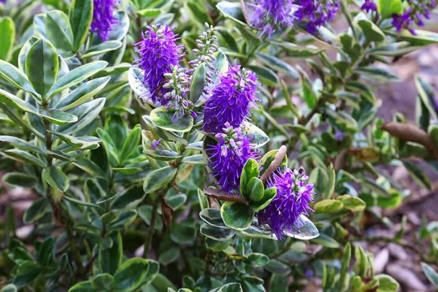 Hebe anderson variegado - Hebe andersonii - El Nou Garden