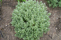 Hebe topiaria - El Nou Garden