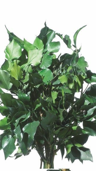 Hedera Arborea - Verdissimo - El Nou Garden