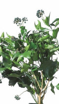 Hedera Arborea Fruits - Verdissimo - El Nou Garden
