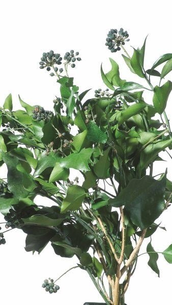 Hedera Arborea Fruits - Verdissimo - El Nou Garden