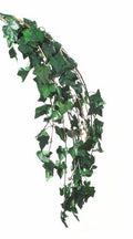 Hedera Helix - Verdissimo - El Nou Garden