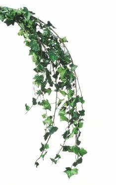 Hedera Helix Mini - Verdissimo - El Nou Garden