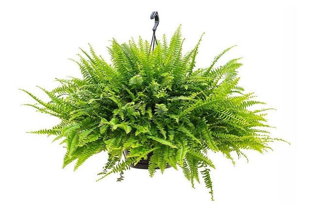Helecho común Green Lady - Nephrolepis exaltata - El Nou Garden