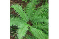 Helecho macho común - Dryopteris filix - mas - El Nou Garden