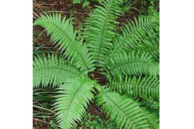 Helecho macho común - Dryopteris filix - mas - El Nou Garden