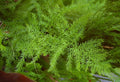 Helecho plumoso - Asparagus plumosus - El Nou Garden