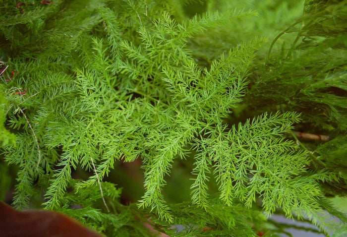 Helecho plumoso - Asparagus plumosus - El Nou Garden