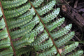 Helecho serrucho - Nephrolepis cordifolia - El Nou Garden