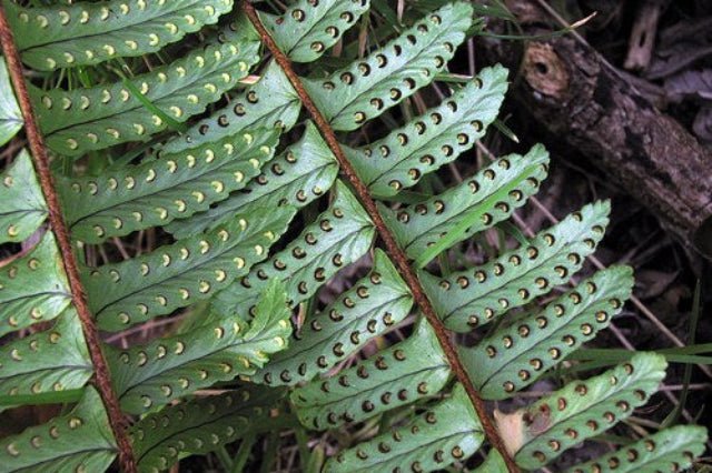 Helecho serrucho - Nephrolepis cordifolia - El Nou Garden