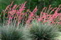 Hesperaloe Parviflora - Hesperaloe parviflora - El Nou Garden
