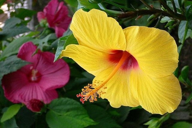 Hibisco - Hibiscus rosa - sinensis - El Nou Garden