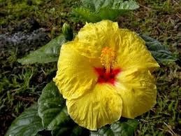Hibisco - Hibiscus rosa - sinensis - El Nou Garden