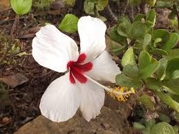 Hibisco - Hibiscus rosa - sinensis - El Nou Garden
