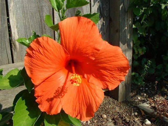 Hibisco - Hibiscus rosa - sinensis - El Nou Garden