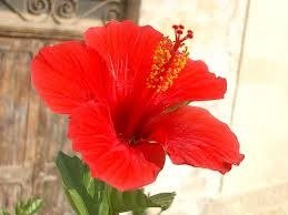Hibisco - Hibiscus rosa - sinensis - El Nou Garden