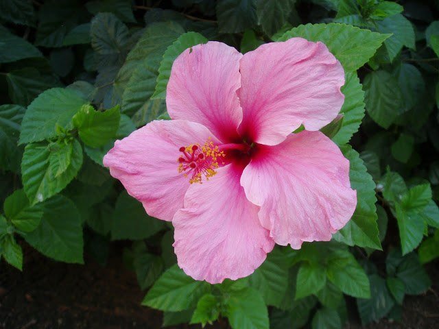 Hibisco - Hibiscus rosa - sinensis - El Nou Garden