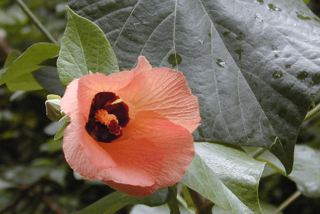 Hibisco de árbol - Hibiscus tiliaceus - El Nou Garden