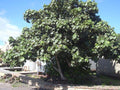 Hibisco de árbol - Hibiscus tiliaceus - El Nou Garden