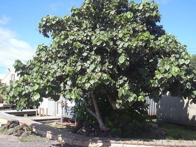 Hibisco de árbol - Hibiscus tiliaceus - El Nou Garden