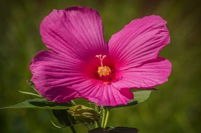 Hibisco moschetos - Hibiscus moscheutos - El Nou Garden