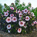 Hibisco moschetos - Hibiscus moscheutos - El Nou Garden