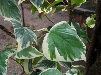 Hiedra bicolor - Hedera canariensis Gloria de Marengo - El Nou Garden