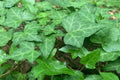 Hiedra mexicana - Hedera helix - El Nou Garden