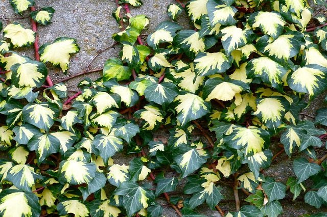 Hiedra mexicana Goldheart - Hedera helix Oro di Bogliasco - El Nou Garden