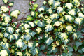 Hiedra mexicana Goldheart - Hedera helix Oro di Bogliasco - El Nou Garden