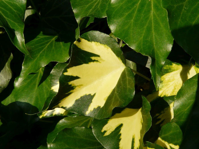 Hiedra mexicana Goldheart - Hedera helix Oro di Bogliasco - El Nou Garden