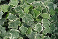 Hiedra variegata - Hedera helix minor variegata - El Nou Garden