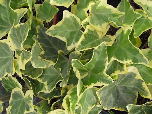 Hiedra variegata - Hedera helix minor variegata - El Nou Garden