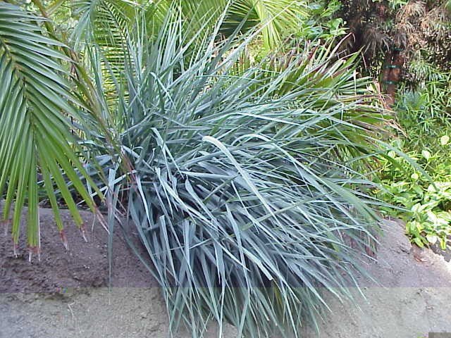 Hierba azul de la playa - Leymus arenarius - El Nou Garden