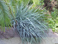 Hierba azul de la playa - Leymus arenarius - El Nou Garden