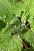 Hierba de los gatos - Nepeta cataria - Semillas naturales - El Nou Garden