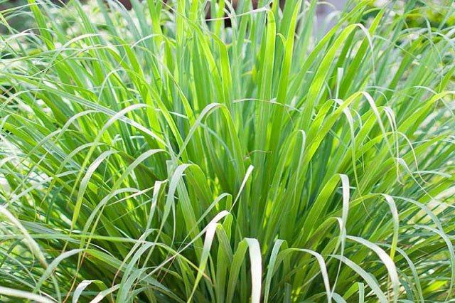 Hierba limón - Citronella - Cymbopogon citratus - El Nou Garden