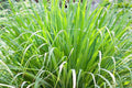 Hierba limón - Citronella - Cymbopogon citratus - El Nou Garden