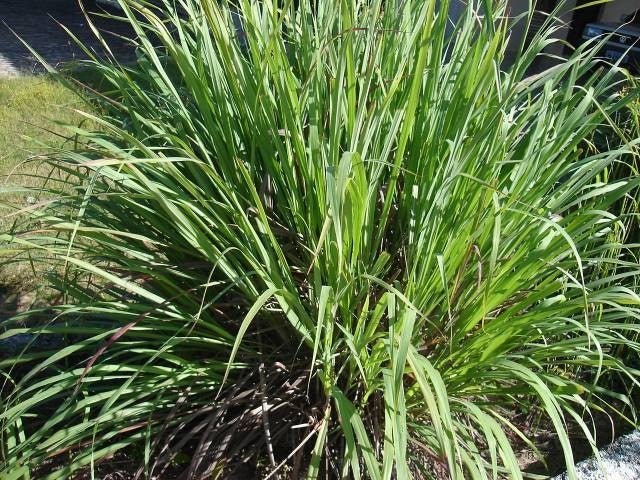 Hierba limón - Citronella - Cymbopogon citratus - El Nou Garden