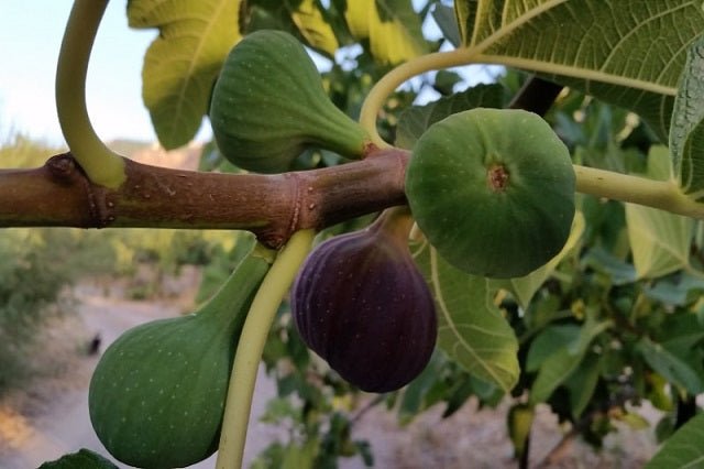 Higuera Breva negra - Ficus carica Breva negra - Figa Flor - El Nou Garden