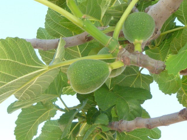 Higuera Breva negra - Ficus carica Breva negra - Figa Flor - El Nou Garden
