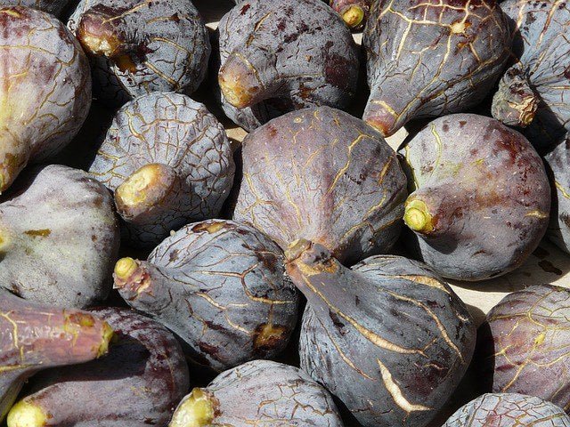 Higuera Breva negra - Ficus carica Breva negra - Figa Flor - El Nou Garden