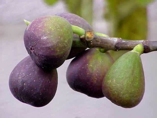 Higuera Breva negra - Ficus carica Breva negra - Figa Flor - El Nou Garden