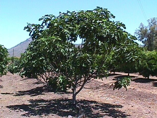 Higuera Breva negra - Ficus carica Breva negra - Figa Flor - El Nou Garden