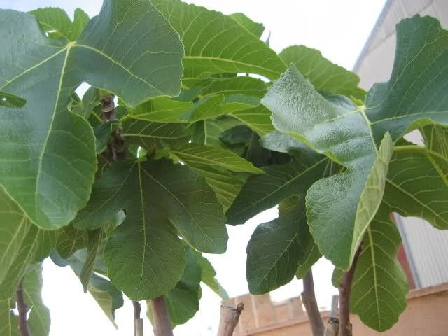 Higuera Breva negra - Ficus carica Breva negra - Figa Flor - El Nou Garden