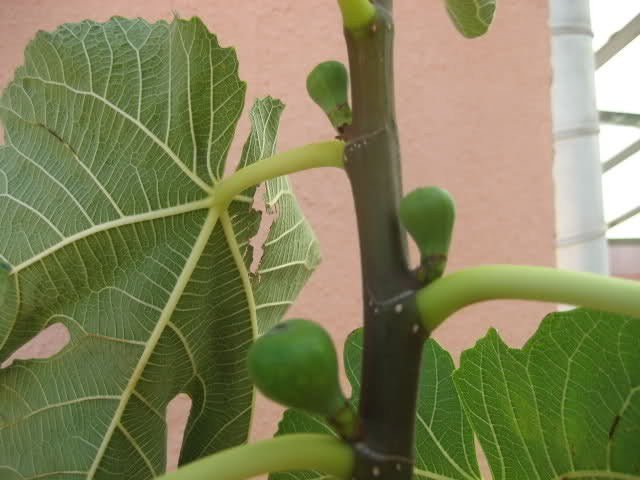 Higuera Breva negra - Ficus carica Breva negra - Figa Flor - El Nou Garden