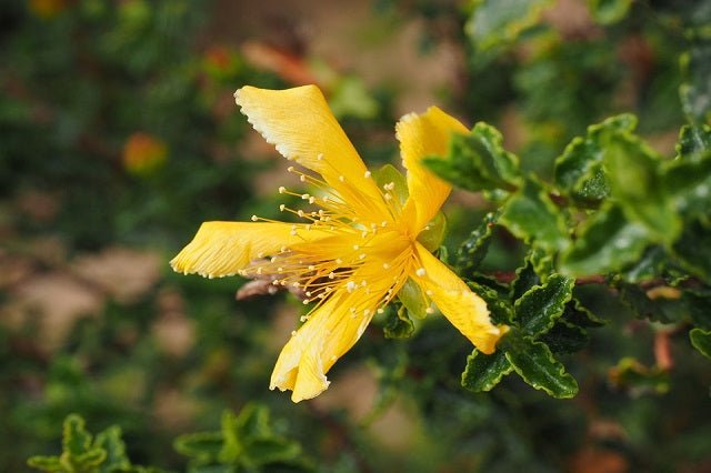 Hipérico de las Baleares - Hypericum balearicum - El Nou Garden
