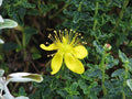 Hipérico de las Baleares - Hypericum balearicum - El Nou Garden