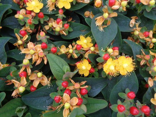 Hipérico Red Flame - Hypericum inodorum - El Nou Garden
